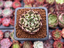 Echeveria Agavoides 'Black Cat' 1" Succulent Plant
