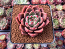 Echeveria 'Sharman' 2" Succulent Plant