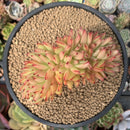Echeveria Agavoides 'Elkhorn' Crested 5" Succulent Plant