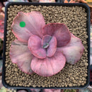 Echeveria 'Suyon Frill' Variegated 2"-3" Succulent Plant