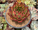 Echeveria Agavoides 'Morgain' 5" Large Succulent Plant