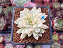 Echeveria 'Mebina' Variegated 2" Succulent Plant