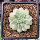 Echeveria 'Golden Mebina' Variegated 1" Succulent Plant