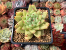 Echeveria Agavoides 'Maria' 2" Succulent Plant