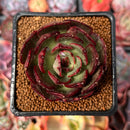 Echeveria 'Black Tan' 2" Succulent Plant
