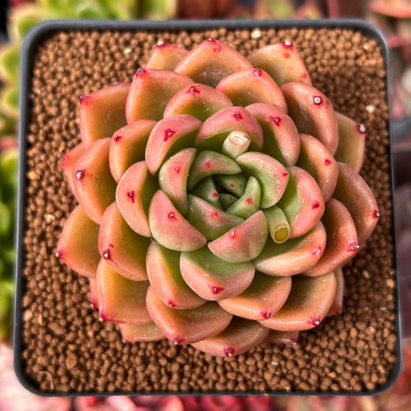pink rose succulent plant Echeveria Agavoides 'Pink Rose' 2"-3" Succulent Plant