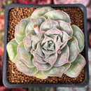Echeveria 'Hearts Choice' 2" Succulent Plant