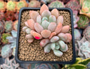 Echeveria 'Orange Sherbert' New Hybrid 2"-3" Cluster Succulent Plant