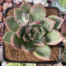 Echeveria 'White Champaign' 3" Succulent Plant