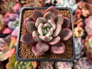 Echeveria 'Purple Champaign' 2" Succulent Plant