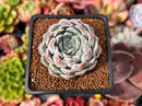 Echeveria 'Giro' 2" Succulent Plant