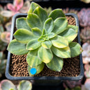 Echeveria 'Bob Jolly' Variegated 1"-2" Succulent Plant
