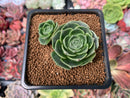 Echeveria 'Longissima' Round-leaf 1"-2" Succulent Plant