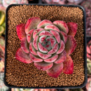 Echeveria 'Colorata' 2"-3" Succulent Plant