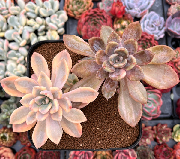 Pachyveria 'Pachyphytoides' Variegated 6" Large Cluster Succulent Plant
