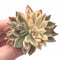 Echeveria Green Emerald Variegated 3” Rare Succulent Plant