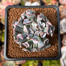Echeveria 'Pignose' *Not E. Trumpet Pinky* 1" Succulent Plant