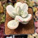 Cotyledon 'Orbiculata' Variegated 2" Succulent Plant
