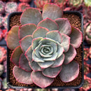 Echeveria 'Blue Cante' Variegated 3" Succulent Plant