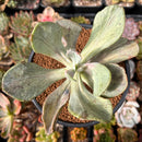 Pachyveria 'Jocelyns Joy' Variegated 3" Succulent Plant