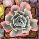 Echeveria 'Secunda' Variegated 3" Cutting Succulent Plant