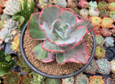 Echeveria 'Flying Cloud' Variegated 5" Succulent Plant