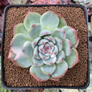 Echeveria 'Chihuahuaensis' Lightly Variegated 2"-3" Succulent Plant