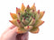 Echeveria Agavoides Royal 4” Rare Succulent Plant