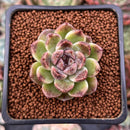 Echeveria Agavoides 'Amethyst' 1" Succulent Plant