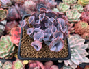 Echeveria 'Trumpet Pinky' 4" Succulent Plant