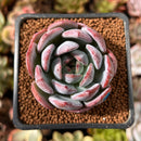 Echeveria 'Starmark' 2" Succulent Plant