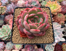 Echeveria Agavoides 'Glam Pink' 3"-4" Succulent Plant