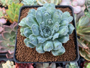 Echeveria 'Hearts Choice' 3" Succulent Plant