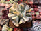 Echeveria 'Cubic Frost' Variegated 3"-4" Succulent Plant
