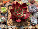 Echeveria Agavoides 'Magic Corona' 3"-4" Succulent Plant