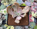Pachyveria 'Jocelyns Joy' Variegated 2" Succulent Plant