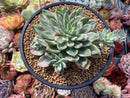 Echeveria 'Green Emerald' Variegated 4"-5" Large Succulent Plant