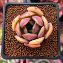 Echeveria 'Green Puff' 2" New Hybrid Succulent Plant