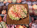 Echeveria 'Fabien' Crested 3" Succulent Plant