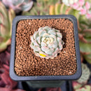 Echeveria 'Mebina' Variegated 1" Succulent Plant