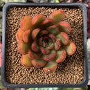 Echeveria Agavoides 'Red Bell' 2" Succulent Plant