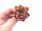 Echeveria Agavoides Rose Garnet 1”-2” Rare Succulent Plant