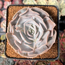 Echeveria 'Pollux' 3" Succulent Plant