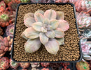 Quetzalcoatlia 'Pentandra Superba' Variegated 2" Succulent Plant (Formerly Graptopetalum 'Pentandrum Superbum' Variegated)