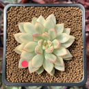 Echeveria 'Mebina' Variegated 2" Succulent Plant