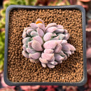 Echeveria 'Hamilton' 2" Cluster New Hybrid Succulent Plant