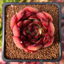 Echeveria Agavoides 'Utopia' 2" Succulent Plant