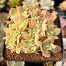 Echeveria 'Pastel' Crested 3" Succulent Plant
