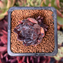 Echeveria 'Black Raccoon' 1" Succulent Plant