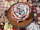 Echeveria 'Cream Tea' 4" Powdery Succulent Plant